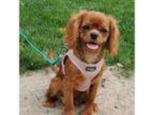 Cavalier King Charles Spaniel Puppy for sale in Le Roy, NY, USA