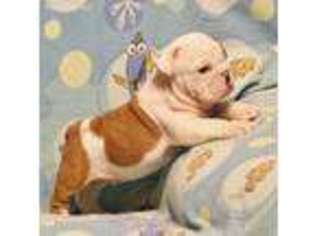 Bulldog Puppy for sale in Stamps, AR, USA