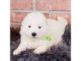 Samoyed Puppy for sale in Sunset, SC, USA