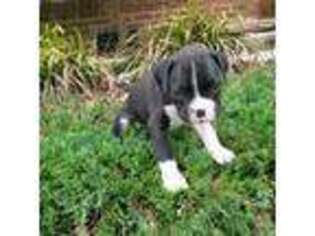 Boxer Puppy for sale in Asheboro, NC, USA