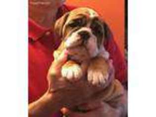 Bulldog Puppy for sale in Westerville, OH, USA