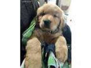 Golden Retriever Puppy for sale in Gloucester, NC, USA