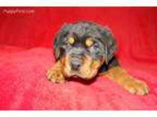 Rottweiler Puppy for sale in Woodbury, NJ, USA