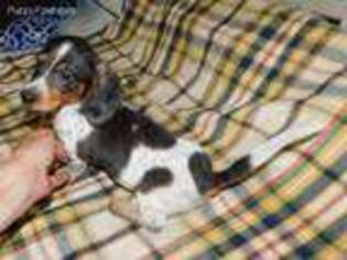 Dachshund Puppy for sale in Ontario, OH, USA