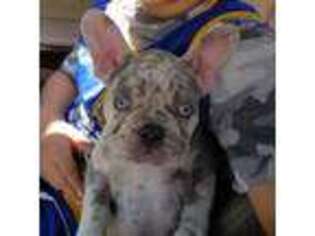 French Bulldog Puppy for sale in Rome, GA, USA