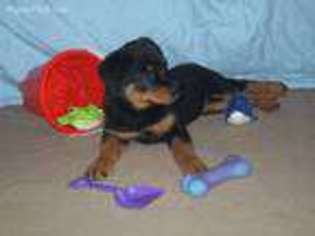 Rottweiler Puppy for sale in Bedias, TX, USA