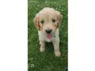Goldendoodle Puppy for sale in Bloomingdale, OH, USA