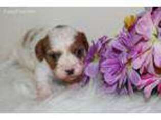 Cavapoo Puppy for sale in Neelyville, MO, USA