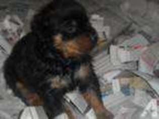 Rottweiler Puppy for sale in LONG GROVE, IA, USA