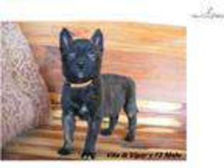 Dutch Shepherd Dog Puppy for sale in Oklahoma City, OK, USA