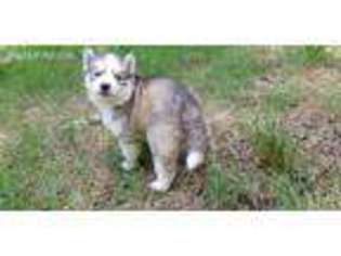 Siberian Husky Puppy for sale in Indian Trail, NC, USA
