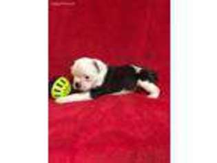 Mutt Puppy for sale in West Liberty, KY, USA