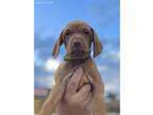 Vizsla Puppy for sale in Weatherford, TX, USA