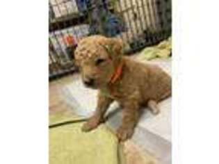 Goldendoodle Puppy for sale in Hill AFB, UT, USA