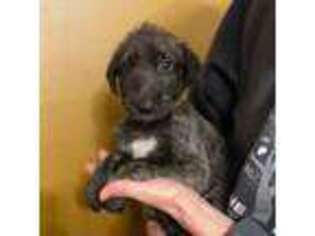 Irish Wolfhound Puppy for sale in Marion, OH, USA