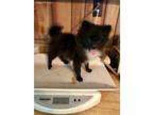 Pomeranian Puppy for sale in New Albany, MS, USA