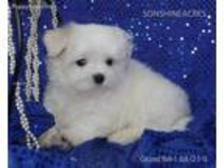 Maltese Puppy for sale in Elmwood, NE, USA