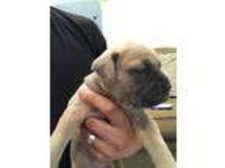Cane Corso Puppy for sale in Porter, TX, USA