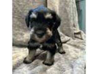 Mutt Puppy for sale in North Augusta, SC, USA