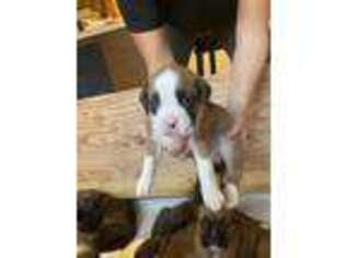 Boxer Puppy for sale in Harwich, MA, USA