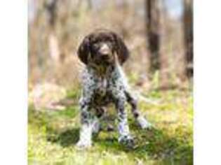 German Shorthaired Pointer Puppy for sale in Nappanee, IN, USA