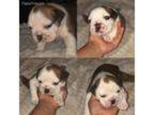Bulldog Puppy for sale in Jackson Heights, NY, USA