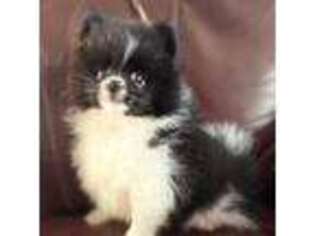 Pomeranian Puppy for sale in Trinity, TX, USA