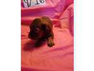 Dachshund Puppy for sale in Lovington, NM, USA