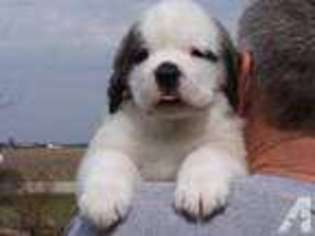 Saint Bernard Puppy for sale in VAN BUREN, IN, USA