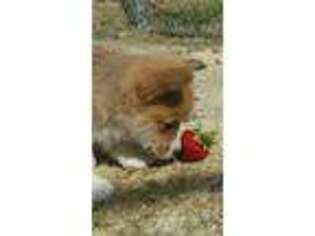 Pembroke Welsh Corgi Puppy for sale in Mc Veytown, PA, USA