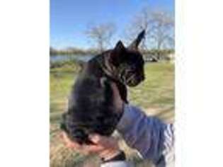 French Bulldog Puppy for sale in Spiro, OK, USA