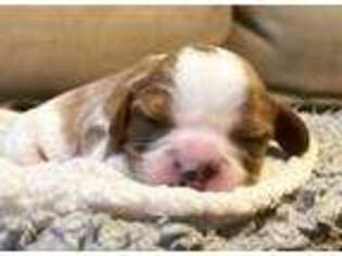 Cavalier King Charles Spaniel Puppy for sale in Herndon, VA, USA