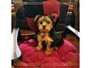 Yorkshire Terrier Puppy for sale in Loogootee, IN, USA