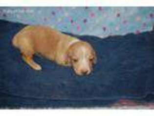 Dachshund Puppy for sale in Griffin, GA, USA