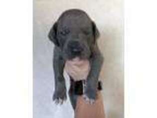 Great Dane Puppy for sale in Granbury, TX, USA