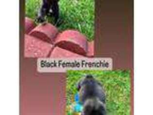 French Bulldog Puppy for sale in Carol Stream, IL, USA