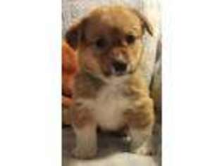 Pembroke Welsh Corgi Puppy for sale in Bernville, PA, USA
