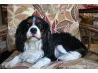Cavalier King Charles Spaniel Puppy for sale in Ada, OK, USA