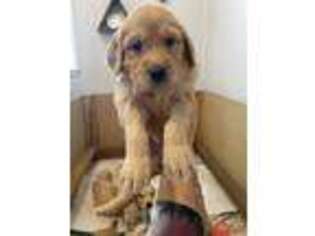 Goldendoodle Puppy for sale in Tracy, CA, USA