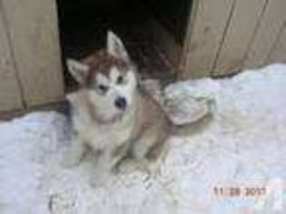 Alaskan Malamute Puppy for sale in HOLLAND, MI, USA