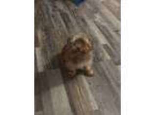 Yorkshire Terrier Puppy for sale in Bedford, TX, USA