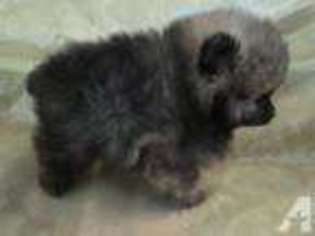 Pomeranian Puppy for sale in ALGONQUIN, IL, USA