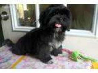 Lhasa Apso Puppy for sale in Masonville, NY, USA