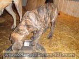 Great Dane Puppy for sale in Marshfield, MO, USA
