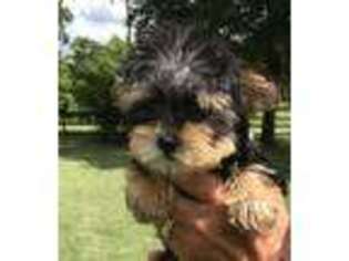 Yorkshire Terrier Puppy for sale in Groveton, TX, USA