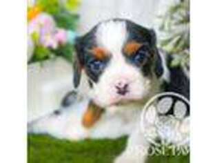 Cavalier King Charles Spaniel Puppy for sale in Forney, TX, USA