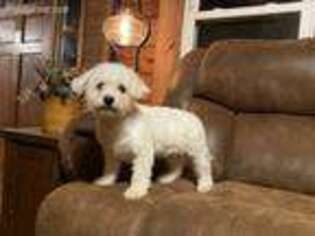 Bichon Frise Puppy for sale in Hardwick, MA, USA
