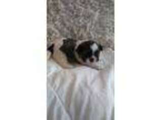 Shinese Puppy for sale in Middletown, PA, USA