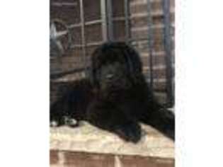 Newfoundland Puppy for sale in Grayson, KY, USA