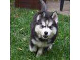 Siberian Husky Puppy for sale in Westland, MI, USA